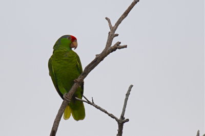 Red-crowned Parrot