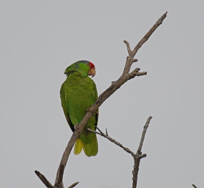 Red-crowned Parrot