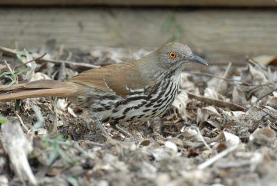 Long-billed Thrasher