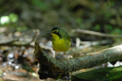 Texas Birds 2008