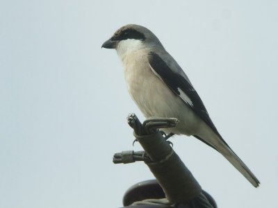 Kleine Klapekster / Little Grey Shrike