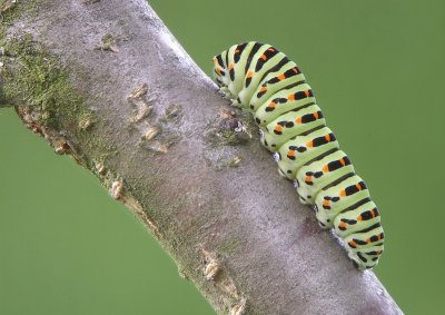 Rups van Koninginnepage / Caterpillar of Swallowtail