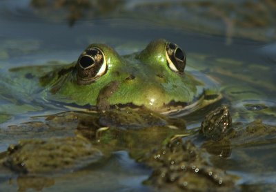 Groene Kikker / Green Frog