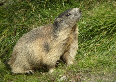 Alpenmarmot / Alpine Marmot