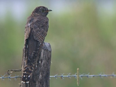 Koekoek / Common Cuckoo