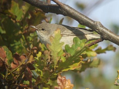 Sperwergrasmus / Barred Warbler