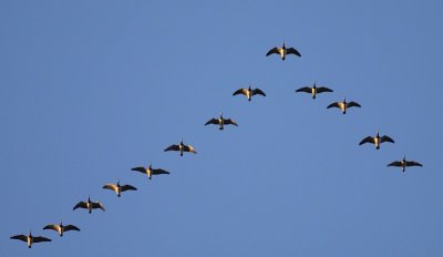 Brandgans / Barnacle Goose