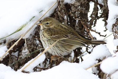 Graspieper / Meadow Pipit