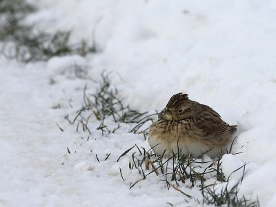 Veldleeuwerik / Sky Lark