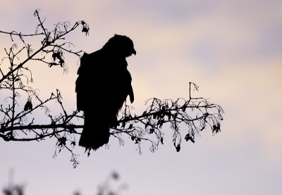 Buizerd / Common Buzzard