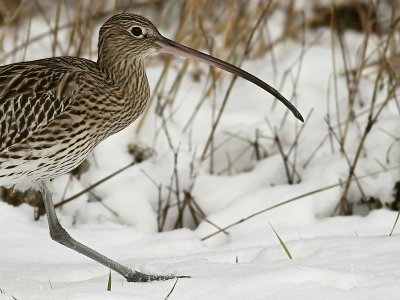 Wulp / Curlew