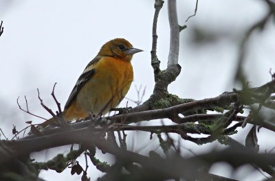 Baltimoretroepiaal / Baltimore Oriole