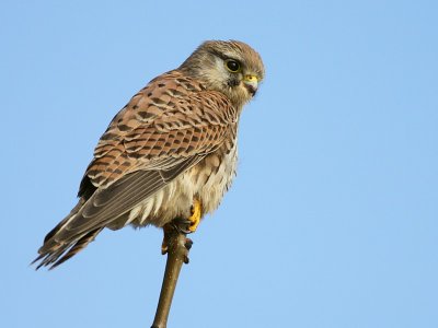 Torenvalk / Common Kestrel