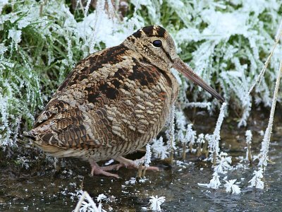 Houtsnip / Woodcock