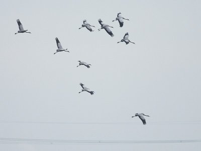 Kraanvogel / Common Crane