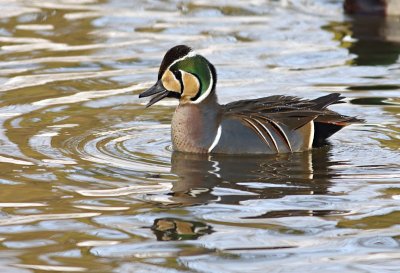 Siberische Taling / Baikal Teal