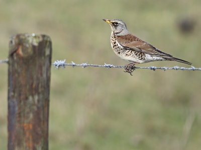 Kramsvogel / Fieldfare