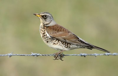 Kramsvogel / Fieldfare