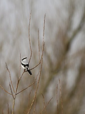 Klapekster / Great Grey Shrike