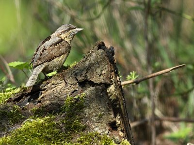 Draaihals / Wryneck