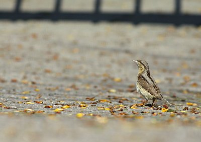 Draaihals / Wryneck