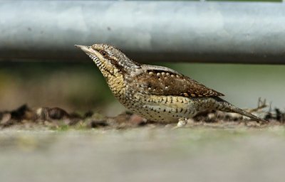 Draaihals / Wryneck