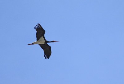 Zwarte Ooievaar / Black Stork