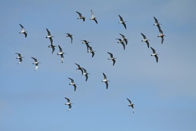 Rosse Grutto / Bar-tailed Godwit