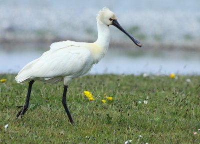 Lepelaar / Spoonbill