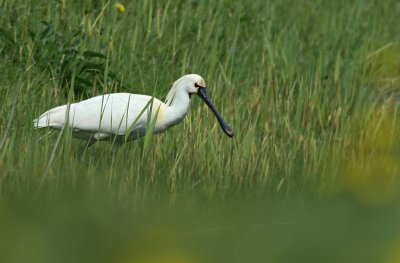 Lepelaar / Spoonbill