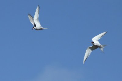 Visdief / Common Tern