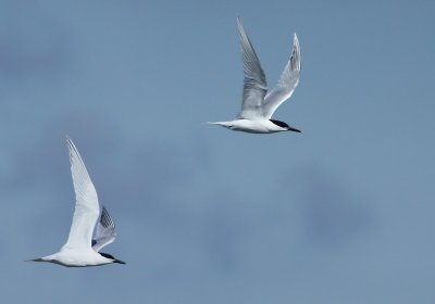 Grote Stern / Sandwich Tern