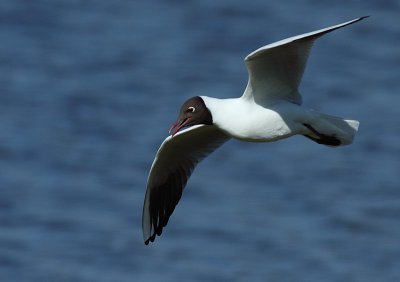 Kokmeeuw / Black-headed Gull