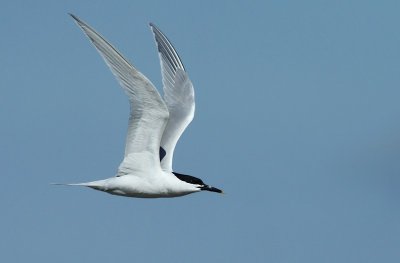 Grote Stern / Sandwich Tern