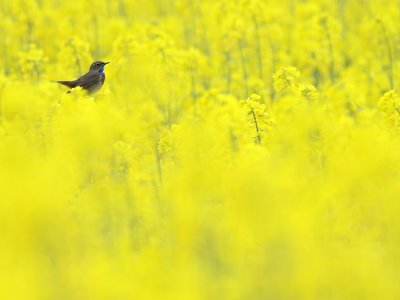 Blauwborst / Bluethroat