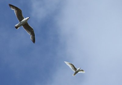 Kleine Burgemeester / Iceland Gull