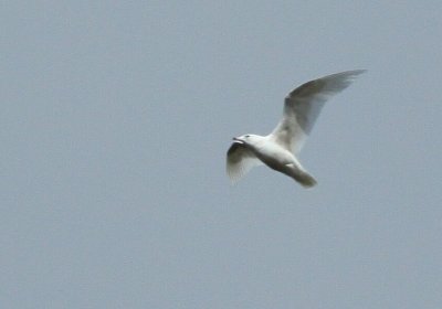 Kleine Burgemeester / Iceland Gull