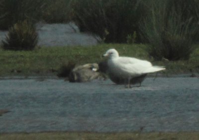 Kleine Burgemeester / Iceland Gull