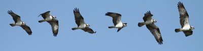 Visarend / Osprey