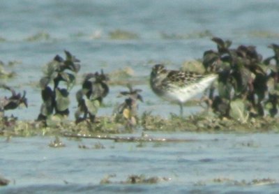 Breedbekstrandloper / Broad-billed Sandpiper