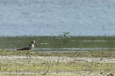 Amerikaanse Goudplevier / American Golden Plover