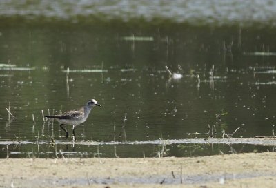 Amerikaanse Goudplevier / American Golden Plover