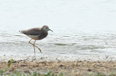 Witstaartkievit / White-tailed Lapwing