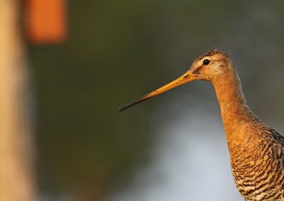 Grutto / Black-tailed Godwit