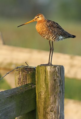 Grutto / Black-tailed Godwit