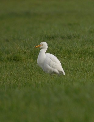 Koereiger/ Cattle Egret