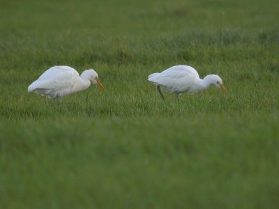 Koereiger/ Cattle Egret