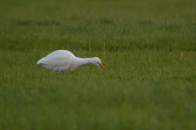 Koereiger/ Cattle Egret