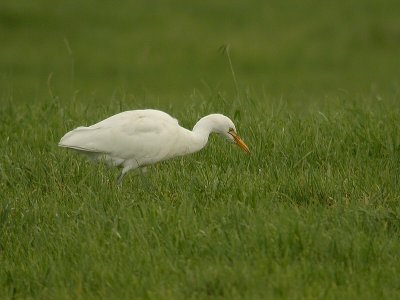 Koereiger/ Cattle Egret