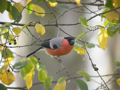 Goudvink / Bullfinch